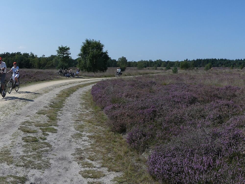 Fietsers op een zandpad door de bloeiende paarse heide van de Strabrechtse Heide